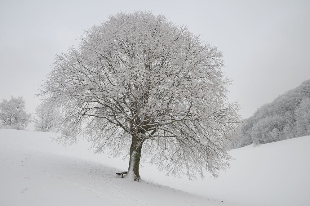 Dezember/Januar