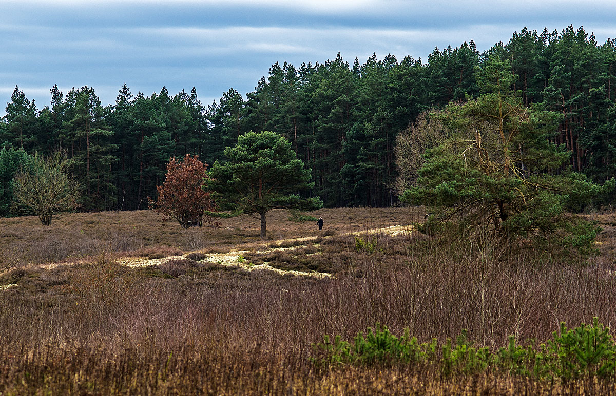 Dezemberheide