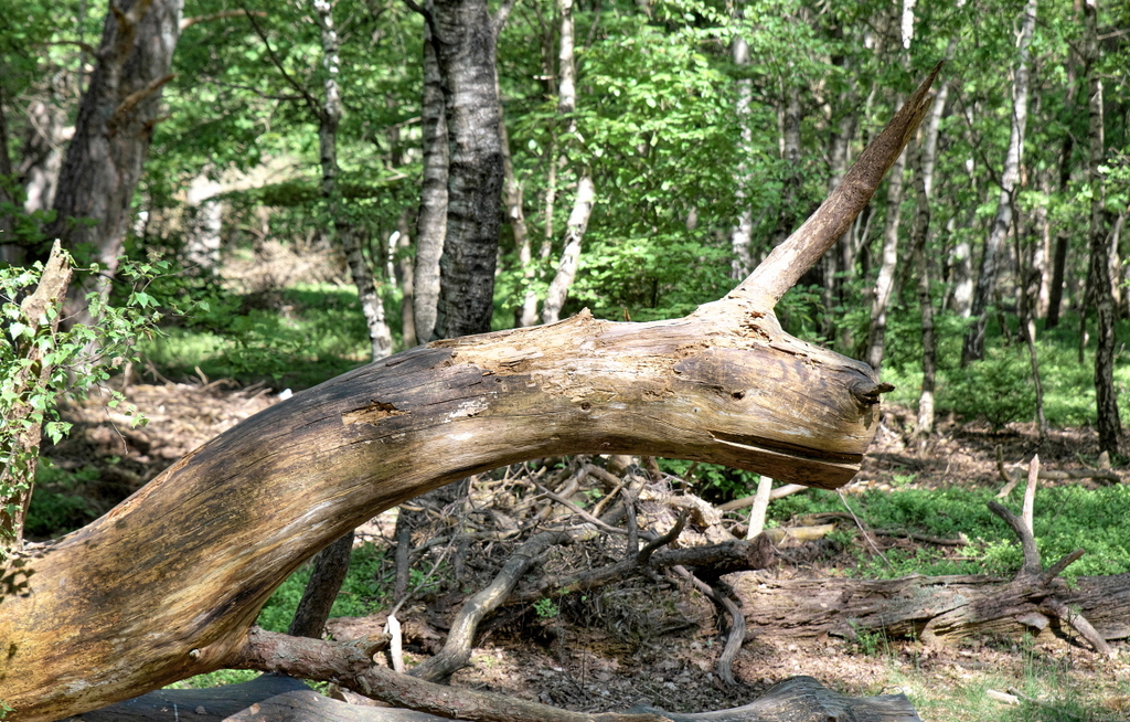 DFX_3888.jpg