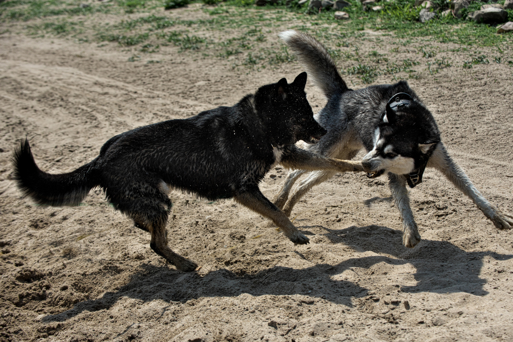 DFX_3934.jpg