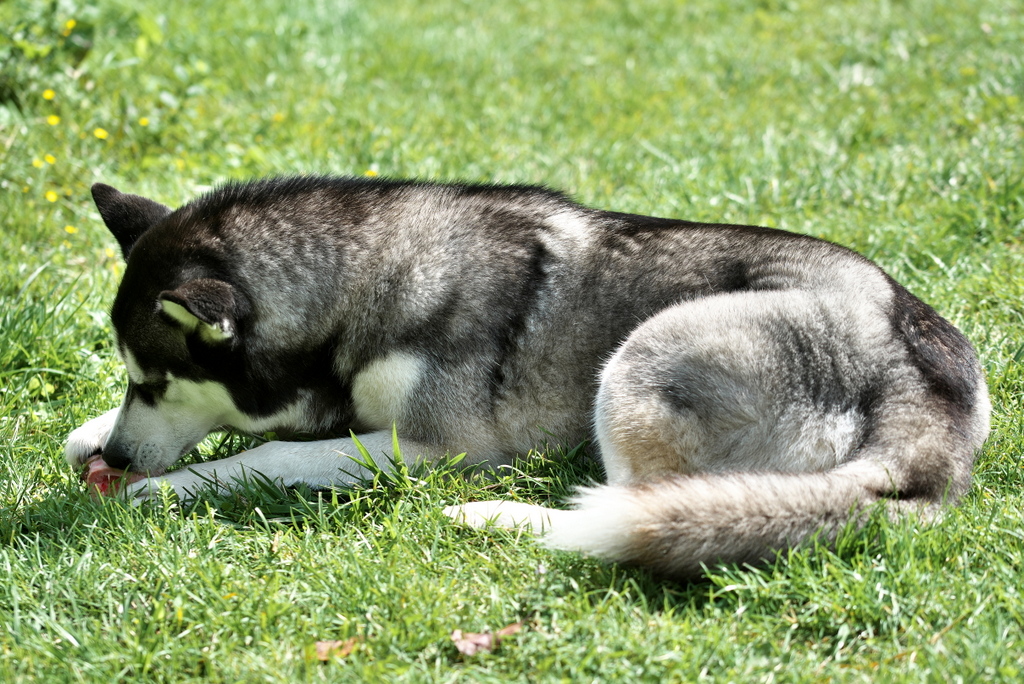 DFX_9527.jpg