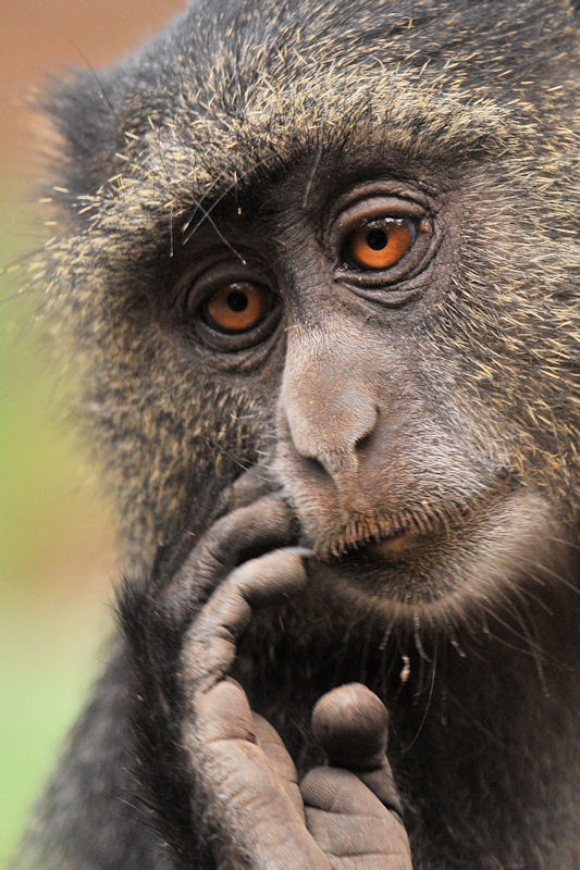 Diadem Meerkatze
im Lake Manyara Nationalpark
1804