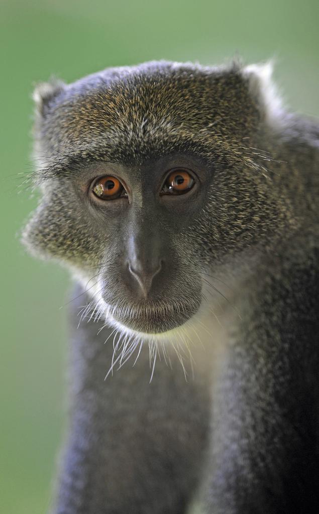Diani Beach, Hotel: Meerkatze auf dem Balkon unmittelbar an der Naheinstellgrenze des 300 /2,8 AF-S