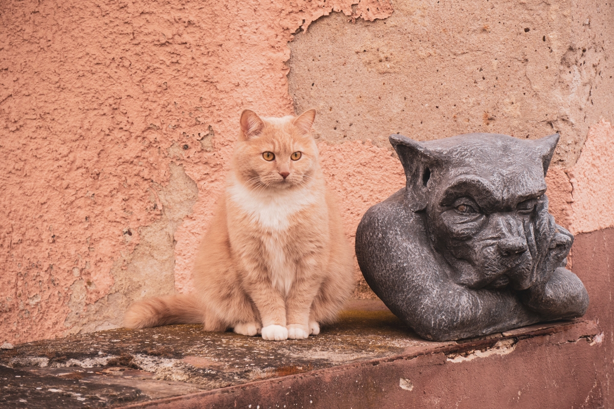 Dicke Katze