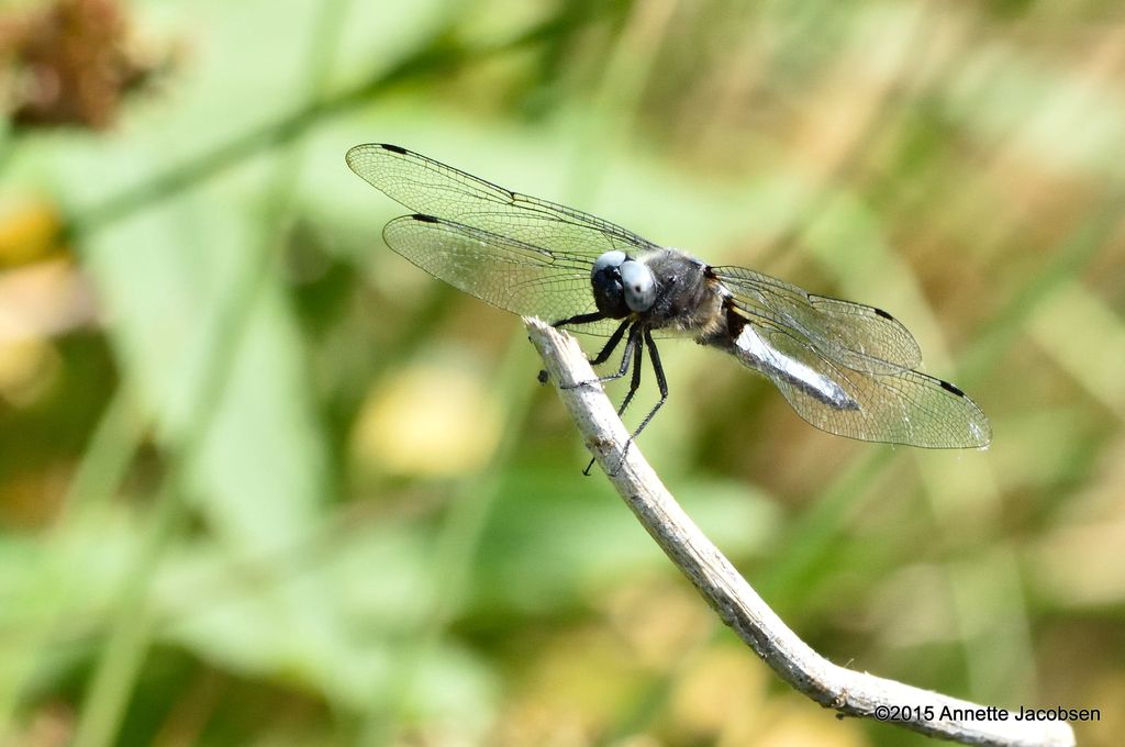 Dicke Libelle
