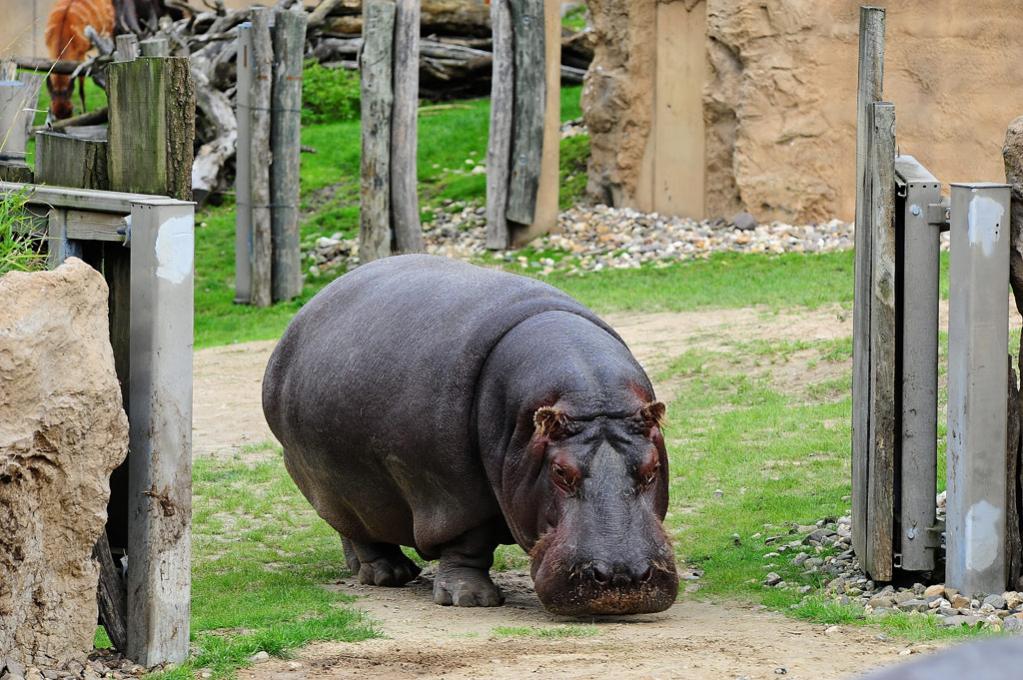 Dickerchen kommt