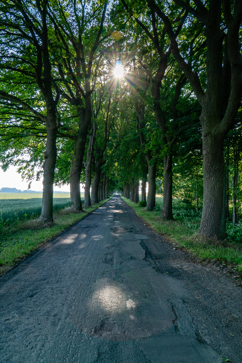 Die Allee