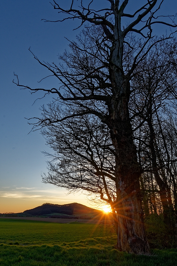 Die alte Eiche