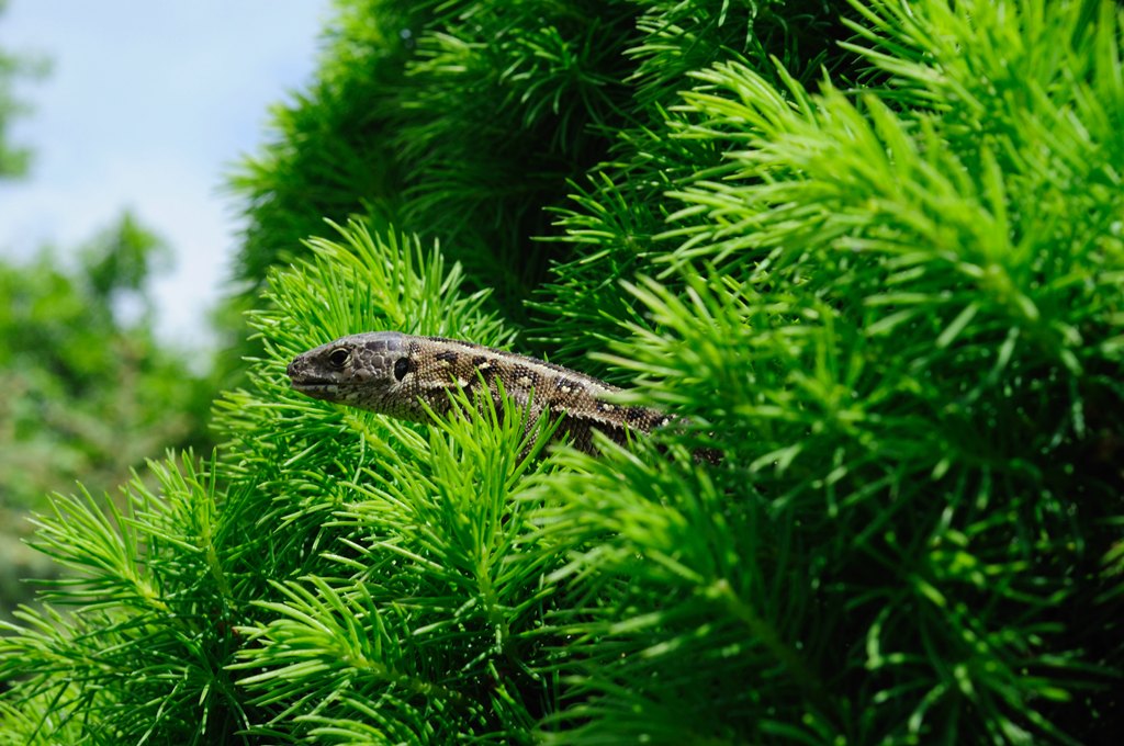 Die andere lebt in einem anderen Baum und schaute dort immer mal an verschiedenen Stellen heraus