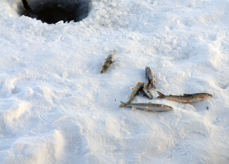 Die Ausbeute beim Eisfischen