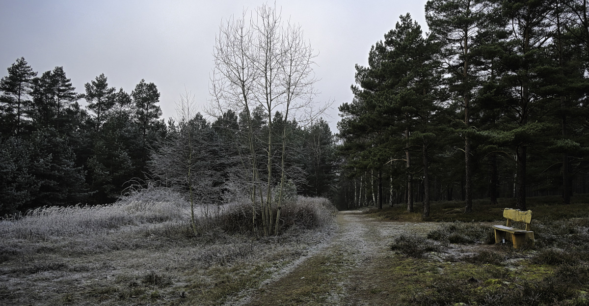 Die Bank im Wald und auf der Heide....jpg