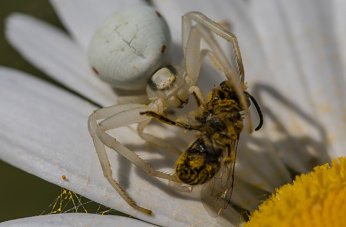 Die Beute 1.jpg