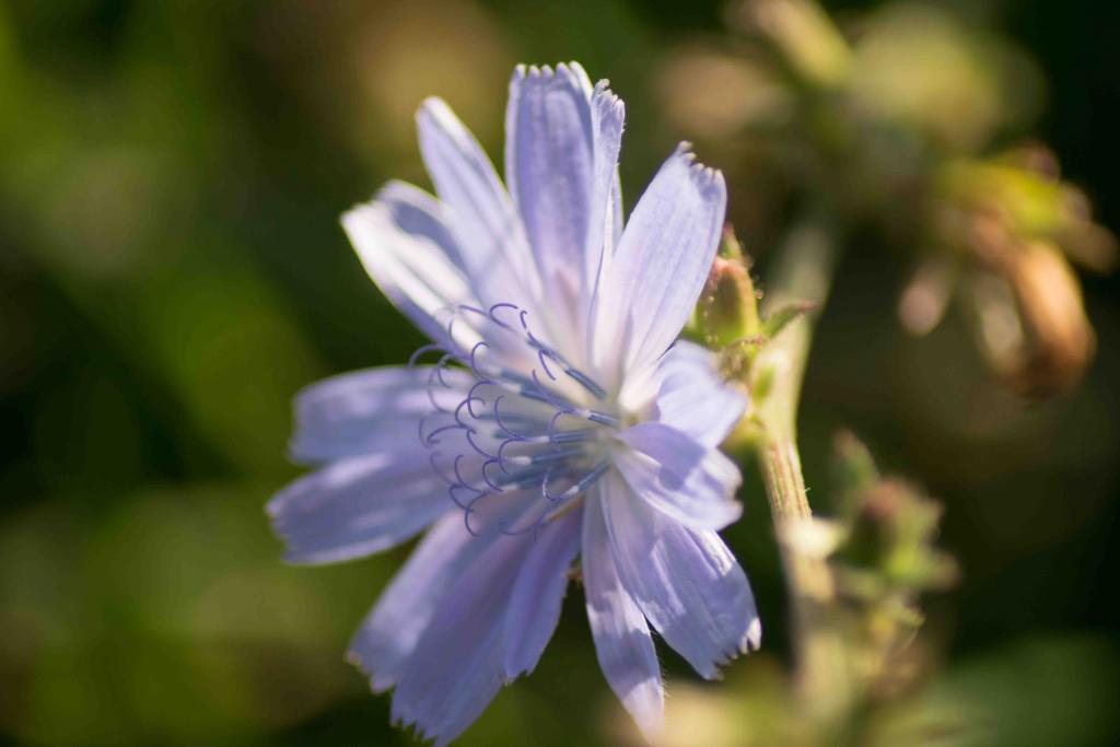 Die Blüte der Zichorie2