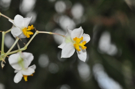 Die Blüte