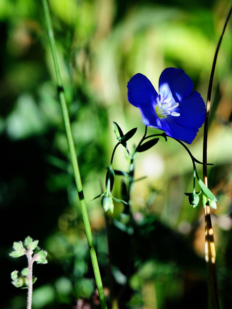 die blaue blume