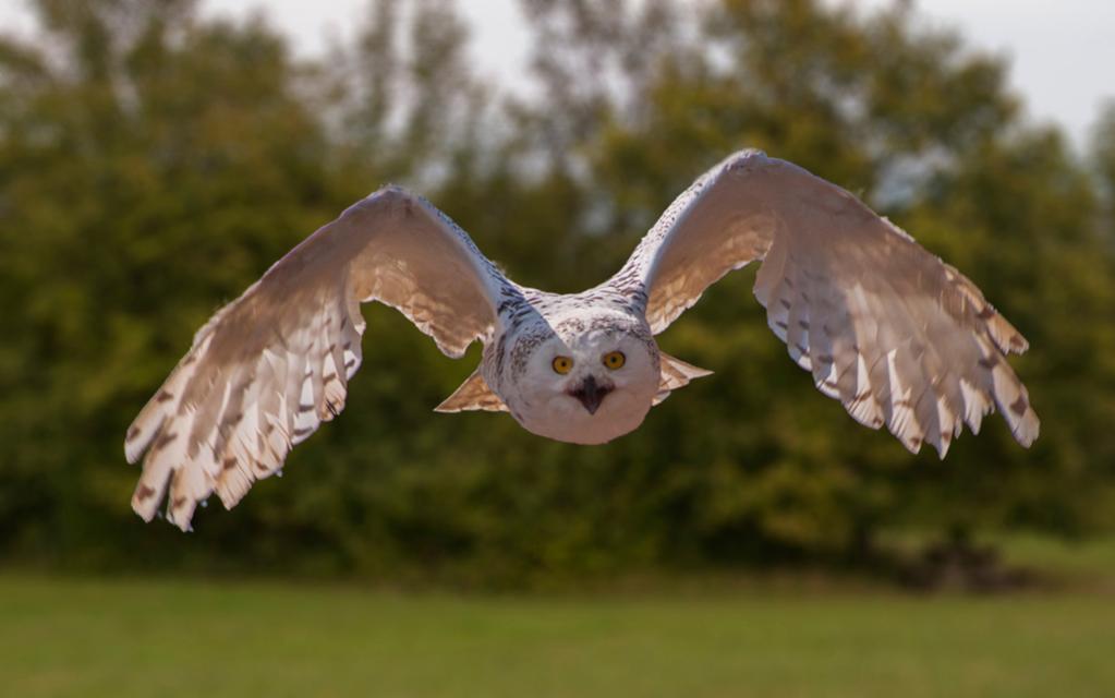 Die Eule wurde bei einer Flugschau in der Burg Kreuzenstein 
aufgenommen!