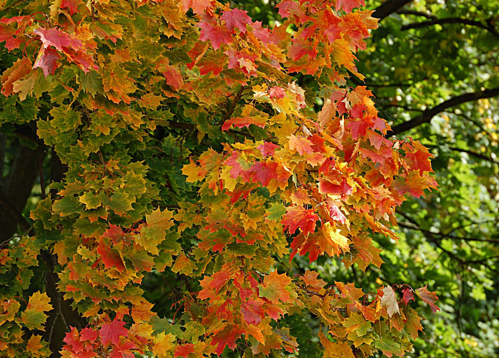 Die Farben des Herbst (vor meinem Fenster)