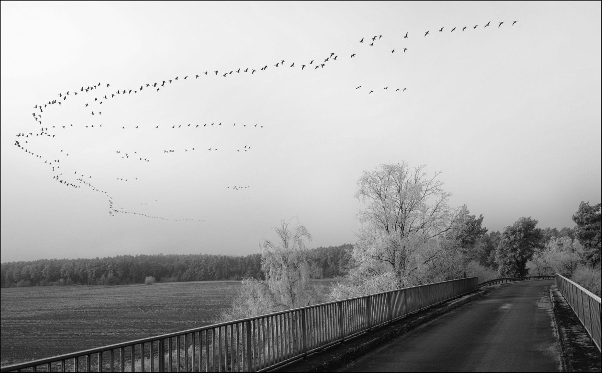 Die Gänse ziehen wieder BW.jpg