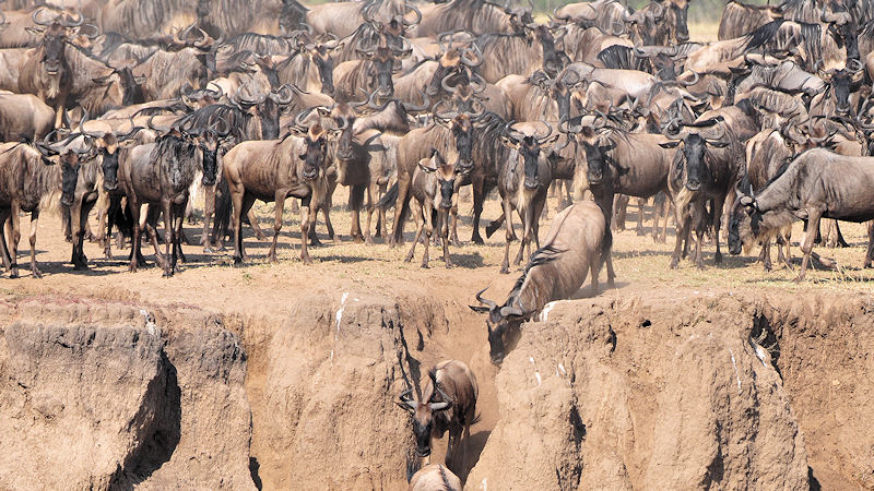 Die Gnus erreichen die Abruchkante zum Mara-River.
2785