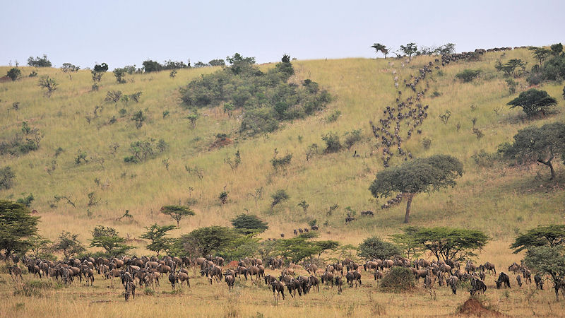 Die Gnus erreichen eine weite Ebene in der Nordsereneti
und verteilen sich
0415