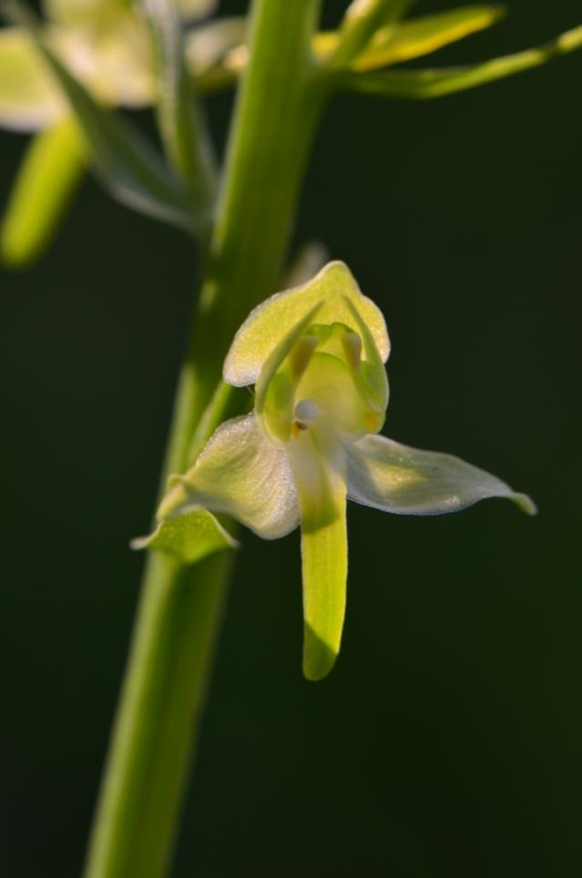 Die Grünliche Waldhyazinthe (Platanthera chlorantha).

für mich immer eine Herausforderung, da ich mich mit Blüten in der Farbe weiß oder grün immer P