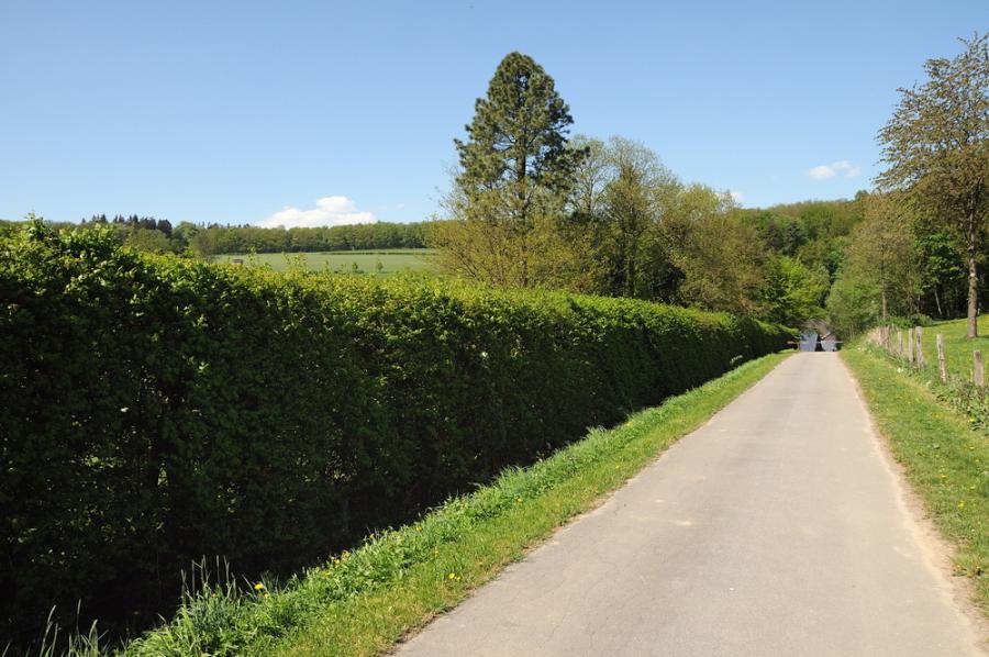 Die Hecke links neben dem Weg ist eigentlich keine Heck, sondern...