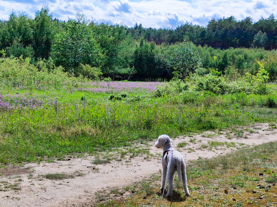Die Heideblüte kommt erst noch aber schon jetzt gibt es blühende Inseln zu sehen..jpg