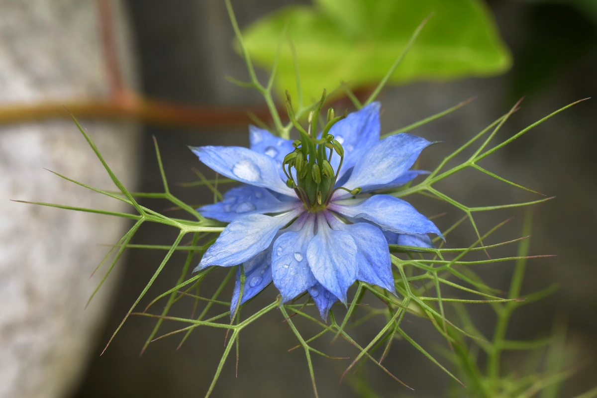 Die ist blau
