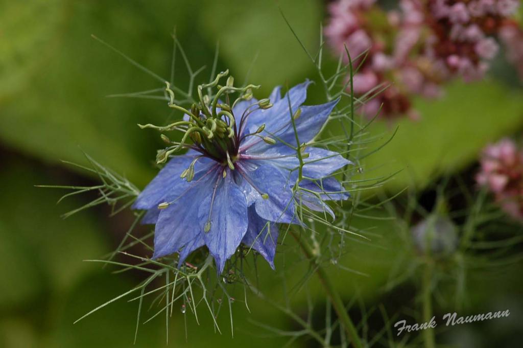 Die Jungfer im Grünen ( nigella damascena ) nach einem Regenschauer.