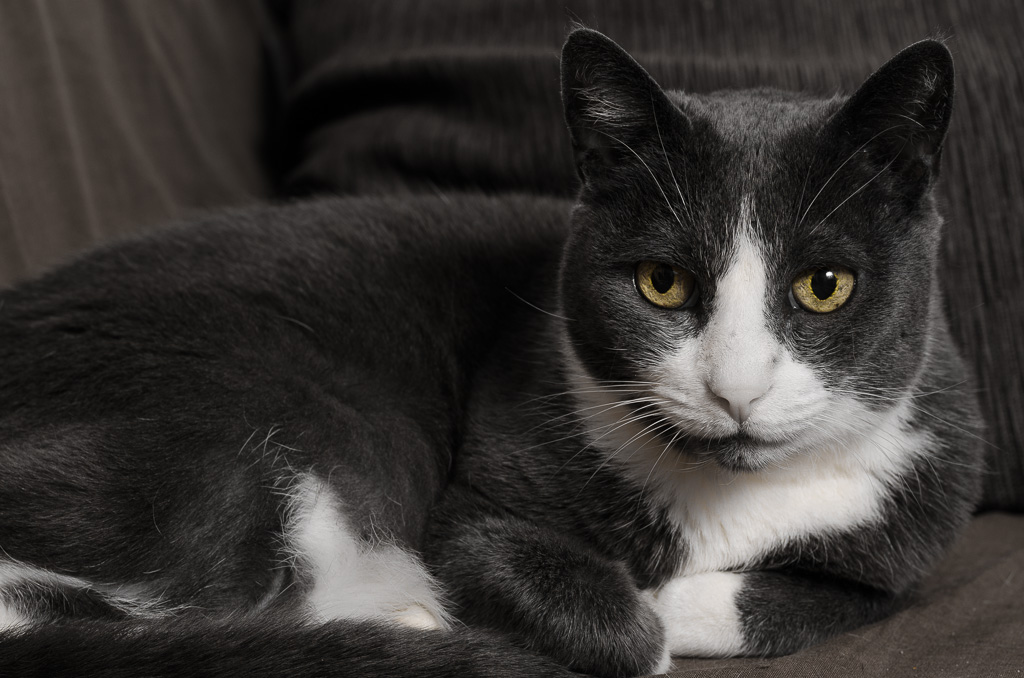 Die Katze auf dem warmen Sofa