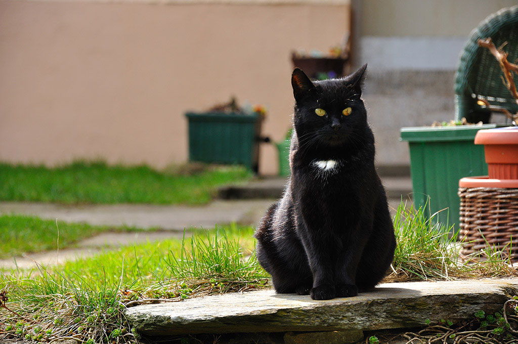 Die Katze hält Wache