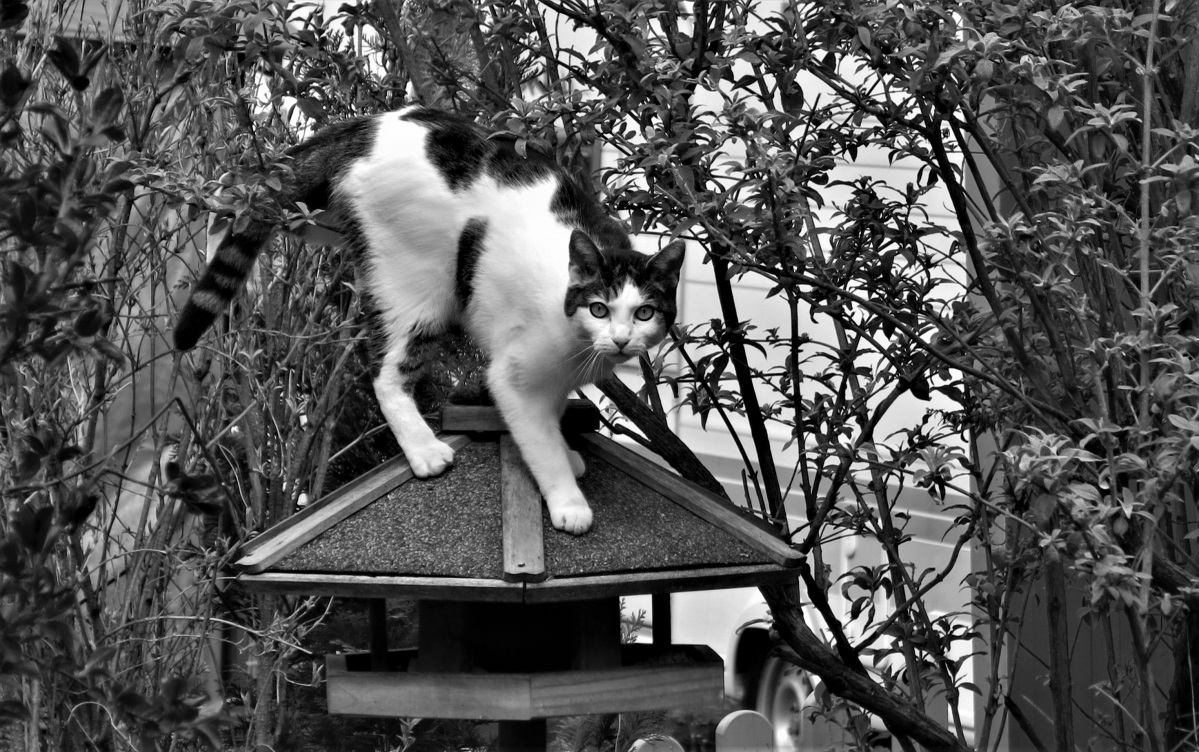 Die Katze lässt das Mausen nicht....jpg