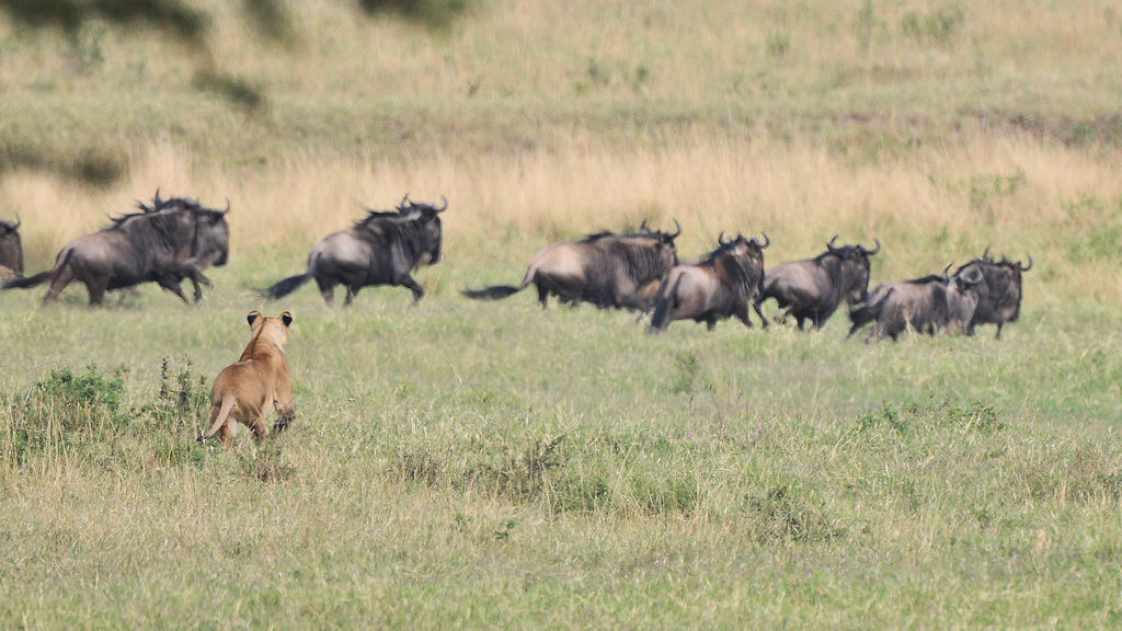 Die Löwin sprinted los,
die Gnus flüchten
3779