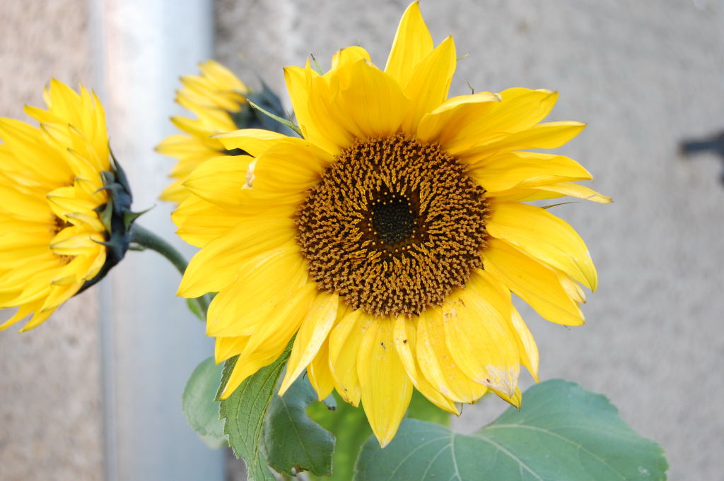 Die letzte Sonnenblume 2008