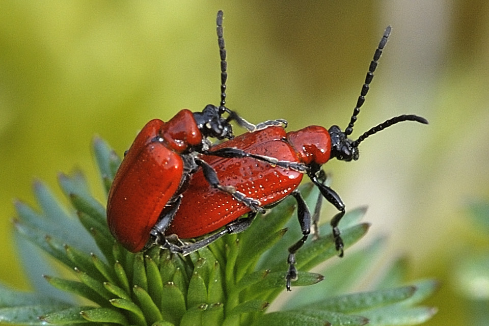 Die Lieblingskäfer (Lilienhähnchen) meiner Mutter, (fressen gerne und viel von den geliebten Liliengewächsen), sind sehr selten zumindesten im Garten 