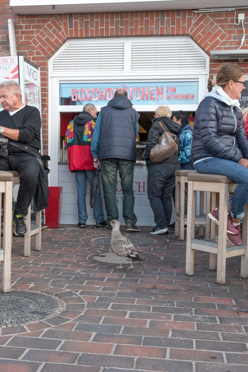 Die Möwe wartet schon