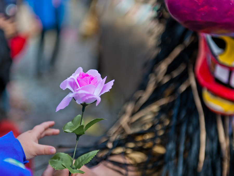 Die Rose
