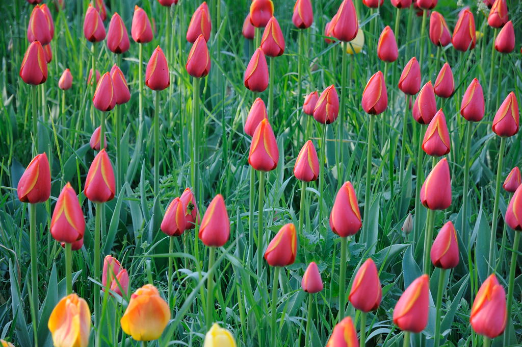 Die Tulpen sind noch geschlossen