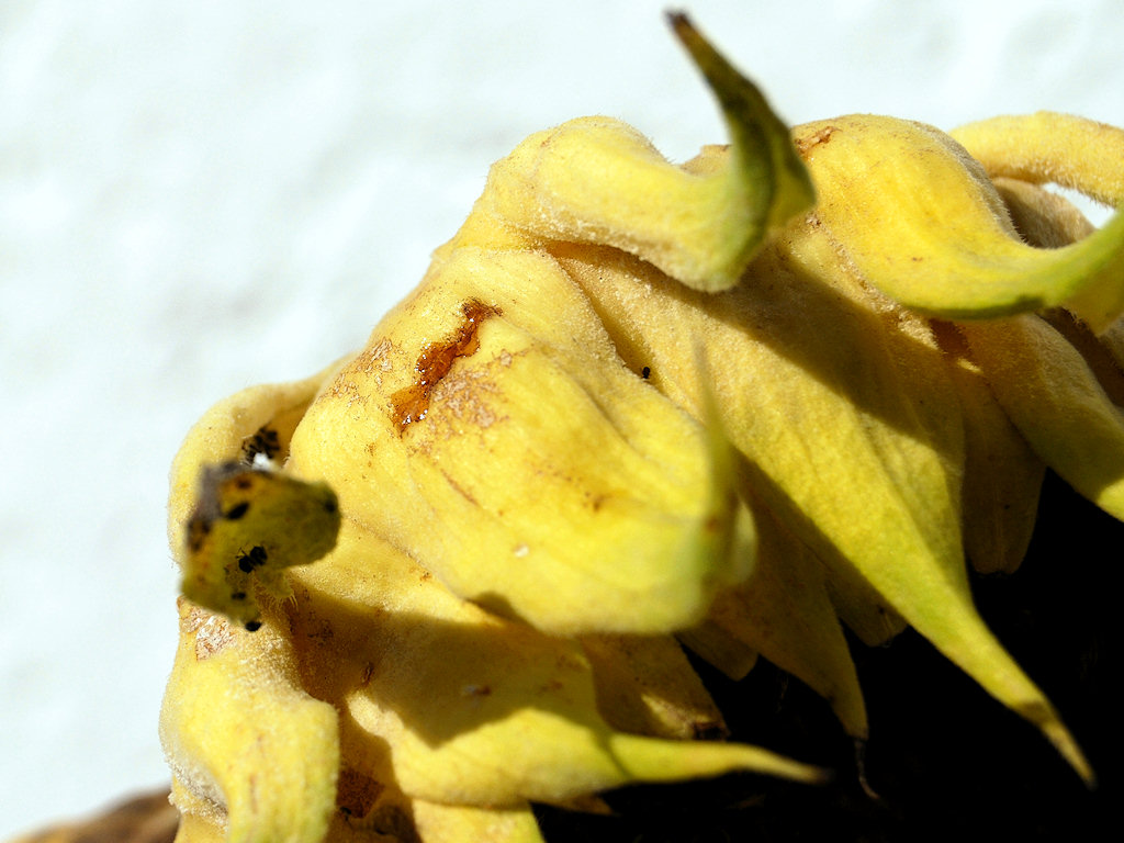Die weinende Sonnenblume - Herbst