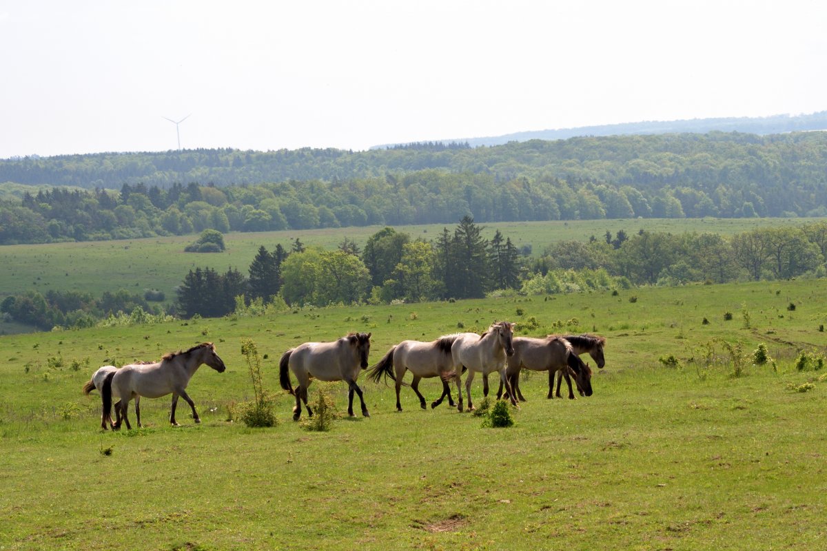 Die Wildponies