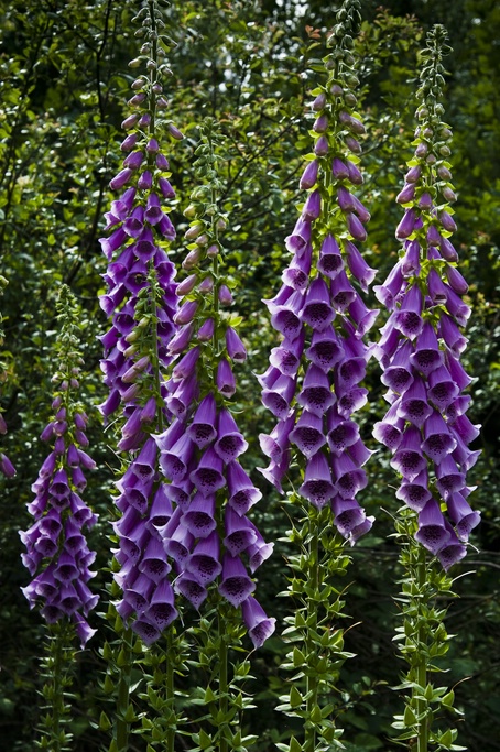 digitalis