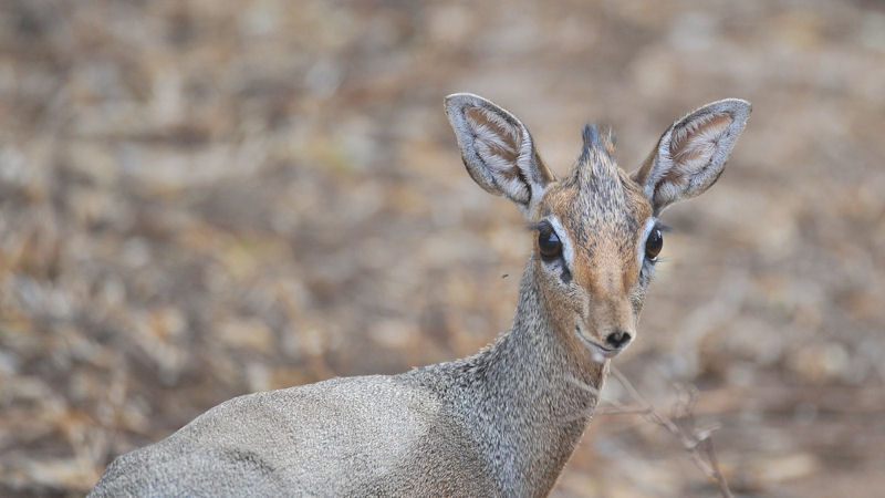 Dik Dik im Lake Manyara Nationalpark
9939