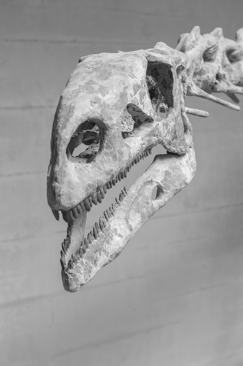 Dinokopf