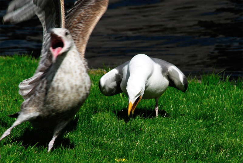 dirk scharn seagull1