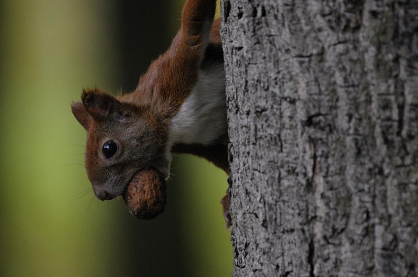 Dirk scharn squirrel 1