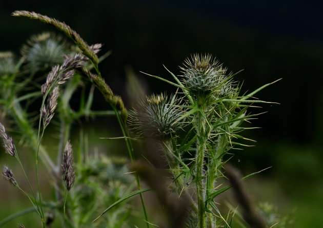 Distel 043