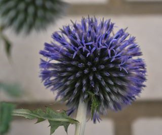 Distel blau