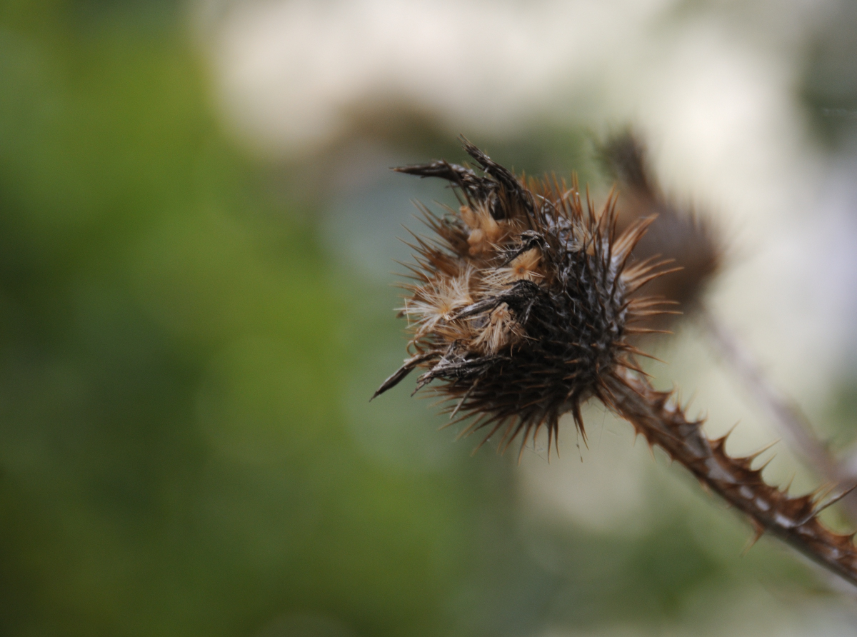distel.jpg