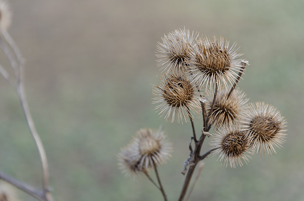 Distel - Leipzig, an den Papitzer Lachen
