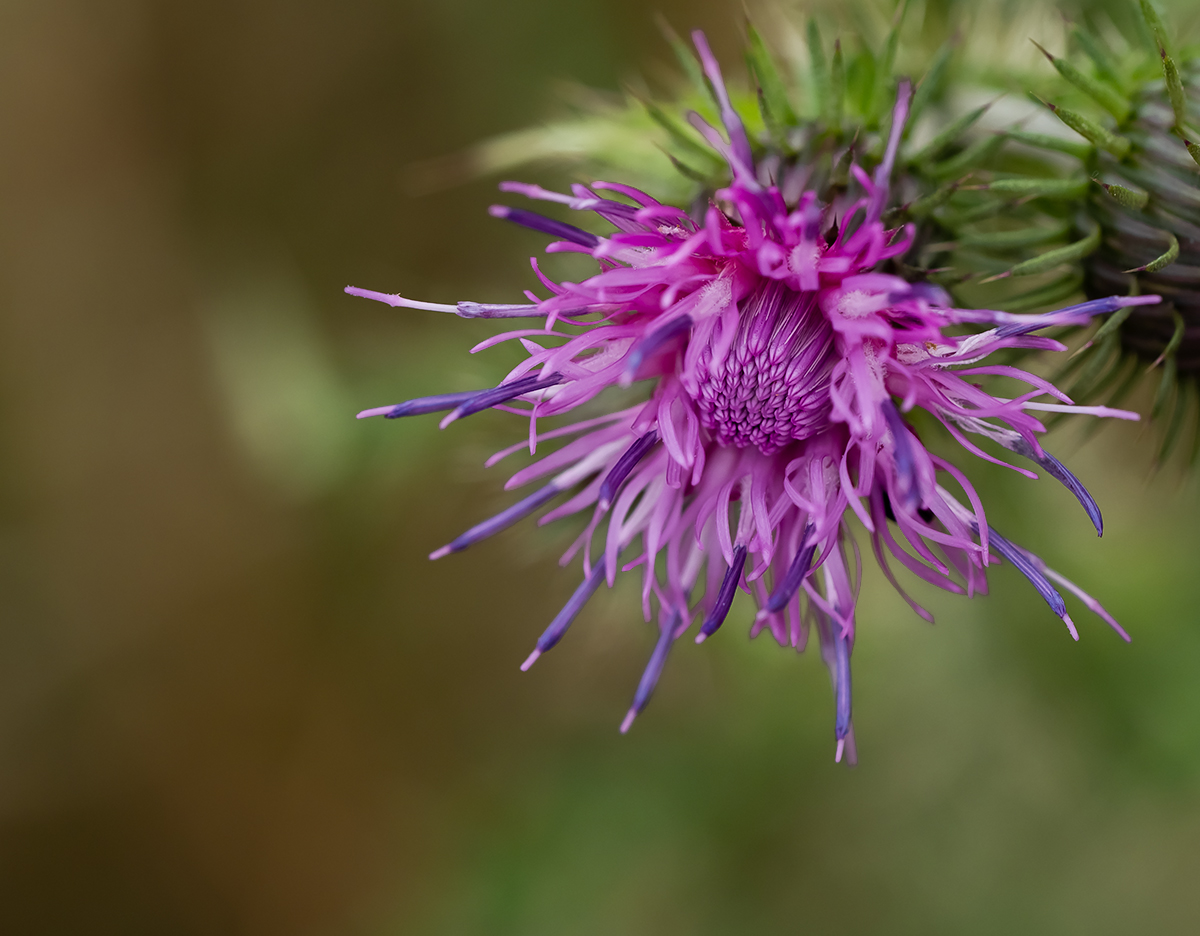 Distel P6240024